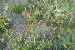 Rhynchospora corniculata