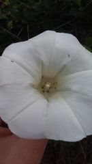 Calystegia silvatica