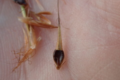 Rhynchospora corniculata