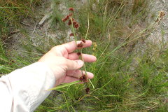 Rhynchospora glomerata