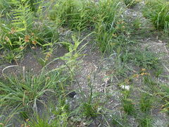 Rhynchospora indianolensis