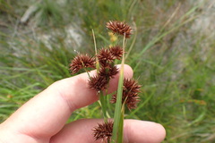 Rhynchospora glomerata