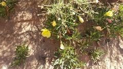 Oenothera howardii