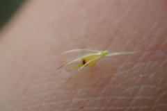 Rhynchospora glomerata