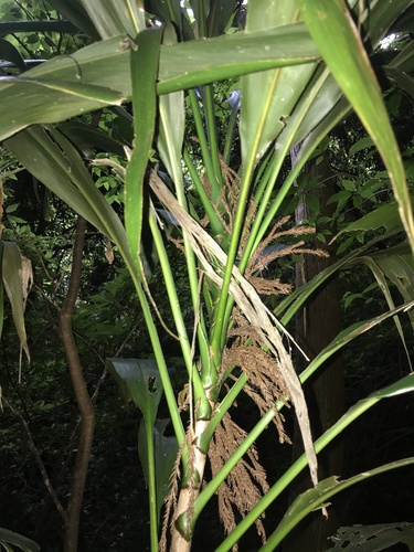 Cordyline fruticosa