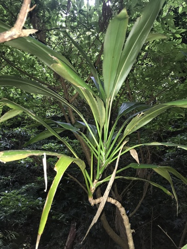Cordyline fruticosa