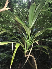 Keulenlilie (Cordyline fruticosa): Herkunft und Verwendung — Foto 3