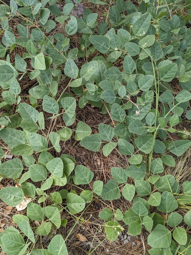 Spotted bean (Phaseolus maculatus)