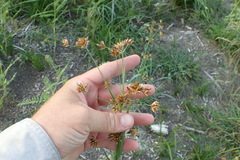 Rhynchospora indianolensis