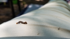 Nematocampa