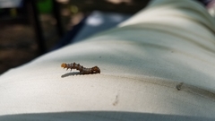 Nematocampa