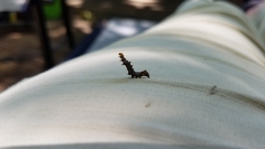 Nematocampa