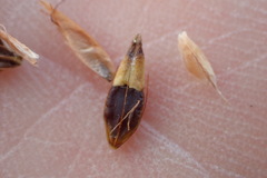 Rhynchospora indianolensis