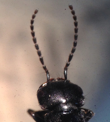 Tasgius melanarius