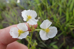 Sagittaria platyphylla