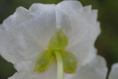 Sagittaria platyphylla