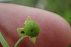 Sagittaria platyphylla