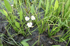 Sagittaria platyphylla