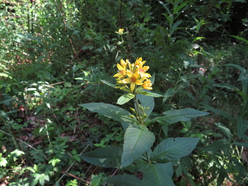 Paprastoji šilingė