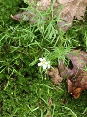 Mononeuria cumberlandensis