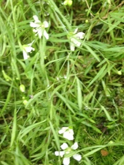 Mononeuria cumberlandensis