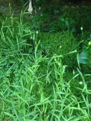 Mononeuria cumberlandensis