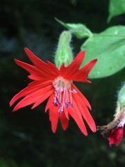 Silene rotundifolia