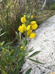 Thermopsis divaricarpa