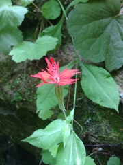 Silene rotundifolia