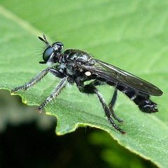 Laphria sicula