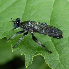 Laphria sicula