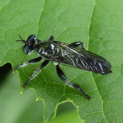 Laphria sicula