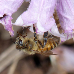 Apis mellifera