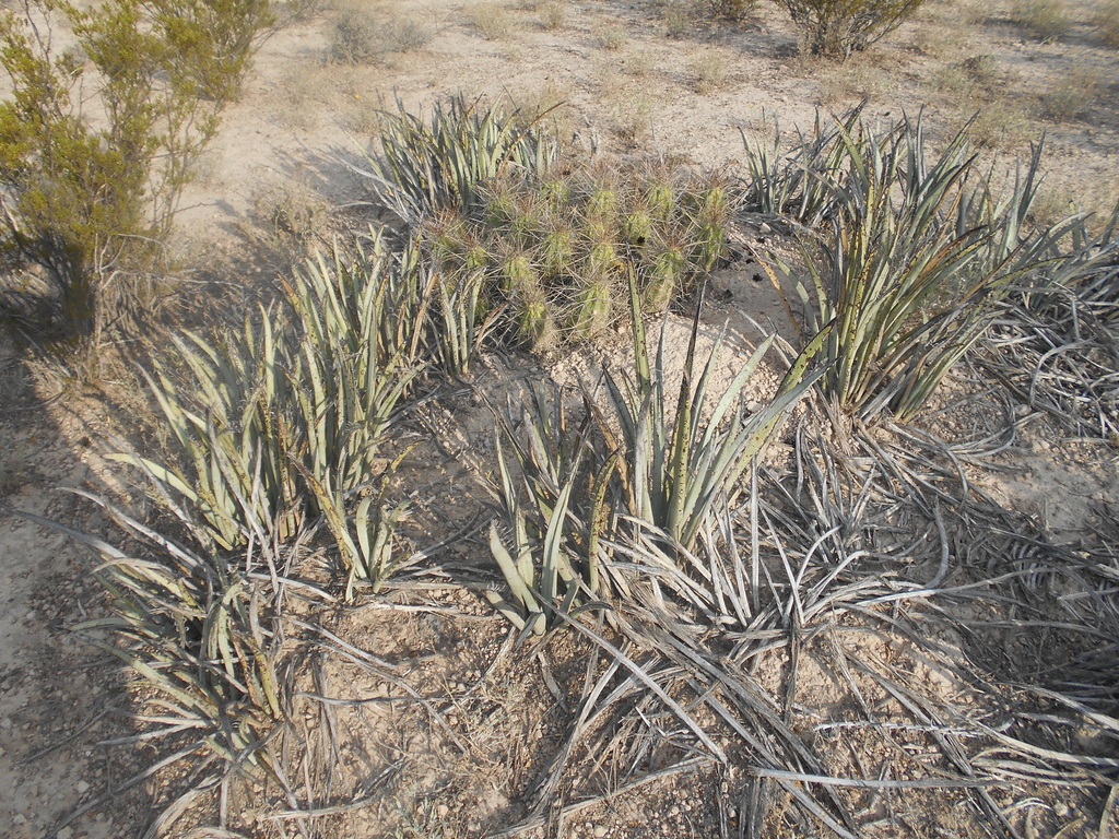 Yucca endlichiana, Ramos Arizpe, Coah., México