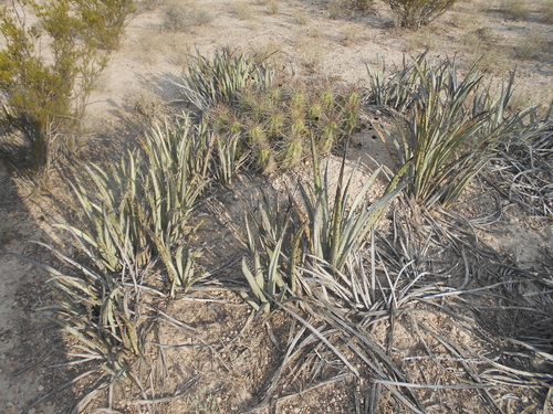 Image of Yucca endlichiana by (c) Leticia Jiménez Hernández, some rights reserved (CC BY-SA)