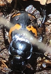 Nicrophorus sayi