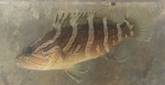 Epinephelus bruneus