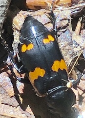 Nicrophorus sayi