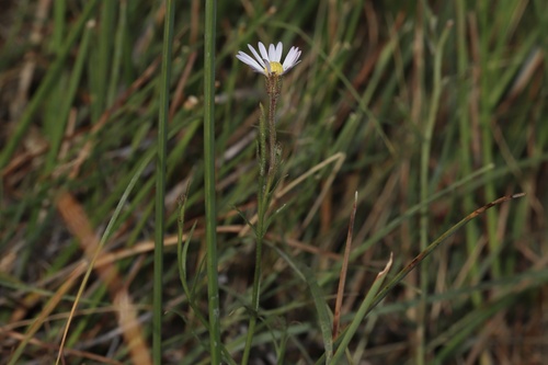 Image of Almutaster pauciflorus by (c) Dustin Snider, some rights reserved (CC BY)