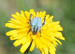 Hoplia bilineata
