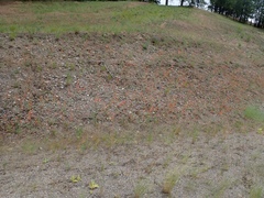 Ipomopsis aggregata aggregata