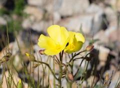 Drosophyllum lusitanicum
