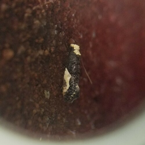 Pavlovski's Monopis Moth photo 6