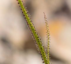 Drosophyllum lusitanicum