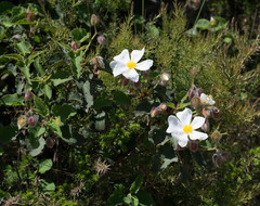 Cistus populifolius