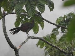 Ortalis erythroptera