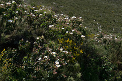 Cistus populifolius