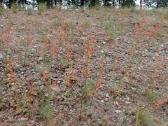 Ipomopsis aggregata aggregata