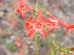 Ipomopsis aggregata aggregata