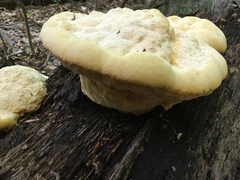 Aurantiporus croceus